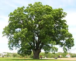 Oaktree capital management is a leading global alternative investment management firm with expertise in credit strategies. Quercus Alba Wikipedia