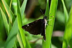 Image result for Heteropterus morpheus