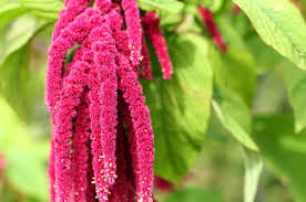 Image result for Amaranthus