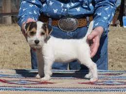 Long Haired Jack Russell Terrier Puppies For Sale In Kent Google Search Jack Russell Terrier Jack Russell Dogs Jack Russell Terrier Puppies