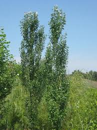 The tree is also plagued by canker (botryosphaeria ribis). Fast Growing Hybrid Poplar Windbreaks And Privacy Screens