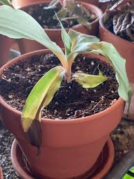 Thought it might like to be repotted as well as getting a little attention :) these are really cool plants. Chlorophytum Reddit Post And Comment Search Socialgrep