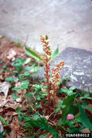 Image result for Orobanche minor