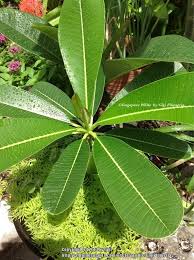 Plumeria Related Image Inside Plants Plumeria Plant Leaves