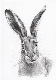 Coloriage.info vous présente le dessin lapin realiste pdf en ligne gratuitement d'une résolution de 2229x1764. Original A4 Pencil Drawing Of A Hare By Animal Artist Belinda Elliott Dessin Chasse Dessin Lapin Dessin Au Crayon