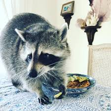 We live on 5 wooded acres. But I Am Being Healthy I M Eating Avocado So Why Do I See A Waffle On Your Plate Move Along Toffee Move Along Raccoon Cute Animals