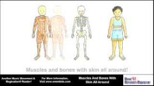 Learn about more than 20 muscle & bone diseases. Muscles And Bones With Skin All Around Youtube