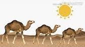 Did you know that camels used to live in the arctic tundra? Camel Sound Youtube