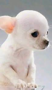 Teacup Chihuahua And Yorkie puppies for adoption & rehoming