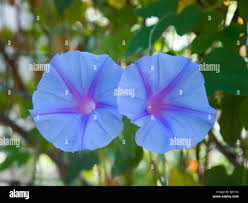 Image result for Ipomoea shirambensis