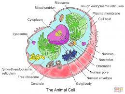 Animal cells are the basic structural and functional units of animal tissues and organs. Cells 19 20 Diagram Quizlet
