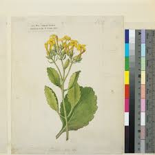 Image result for Kalanchoe crenata