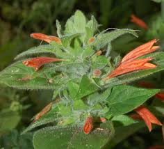 Image result for Dicliptera minor