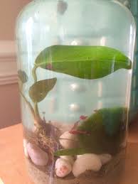 Pin On Nature In Home