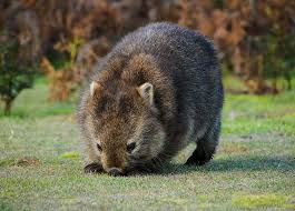 Common Wombat Vombatus Ursinus Tasmaniensis Wombat Common Wombat Marsupial