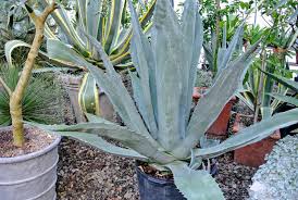 Like most cacti, the rat tail cactus can be affected by certain insects like spider mites or however the monkey's tail cleistocactus variation is equally toxic and it has softer like most cacti, the golden rat tail likes to be watered moderately and regularly in the. My Growing Tropical Plant Collection The Martha Stewart Blog