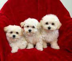 May 26 at 11:23 am · maltipoo puppies for adoption teacup maltipoo puppies for sale near me Maltipoo For Sale Virginia