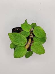 Image result for Melhania prostrata