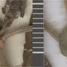 Image result for Tragiella natalensis