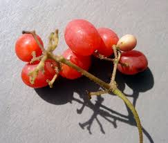 Image result for Stephania abyssinica