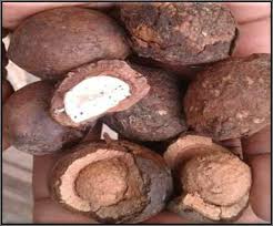 Image result for Coula edulis