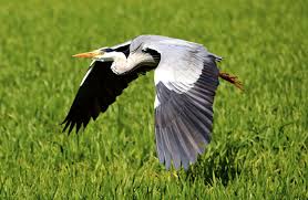 Gray Bird With Black And White Head Animal Bird Birds Creature Eastern Feather Field Fish Eater Flight Fly Green Grey Grey Heron Head Heron Natur Bird Wildlife Photography Animals