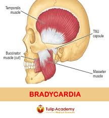 Pin By Tulip Academy On Anaesthesia Medical Science Tmj Medical