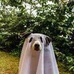 National Dog Day