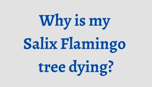 Slender yellow catkins appear in spring before the leaves. Salix Flamingo Tree Dying Here S How To Revive It