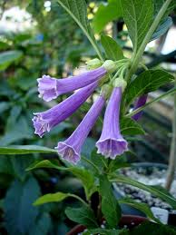 Image result for Iochroma