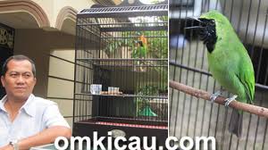 Burung cucak ijo merupakan burung semi fighter yang artinya kita harus mengetahui setingan yang pas untuk burung tersebut agar mendapatkan. Cucak Hijau Dahsyat Tinggal Nama Om Yayang Mulai Bermain Murai Batu Om Kicau
