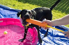 Especially in the summer sun, it can be a great way for them to exercise and let off that excess energy while having a great time. Make Your Pup Their Very Own Backyard Water Park Barkpost
