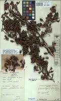 Image result for Hymenodictyon parvifolium