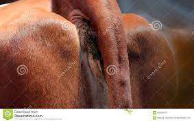 Dirty anus of cow stock photo. Image of milking, cowshed - 93825610