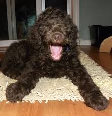 the 7 puppy stages aussiedoodle and labradoodle puppies