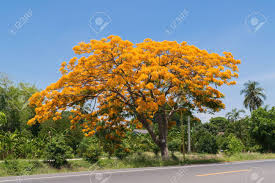✓ free for commercial use ✓ high quality images. Beautiful Peacock Flower Yellow Color On Tree Naturally Beautiful Stock Photo Picture And Royalty Free Image Image 56718961