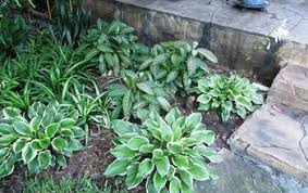 Hostas In Florida | Hometalk