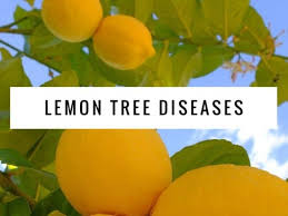 Mar 10, 2019 · posted by angelo (admin) march 10, 2019 january 29, 2021 posted in gardening information, pests & diseases tags: Common Diseases Of Lemon Trees Gardening Channel