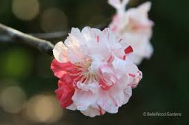 Check spelling or type a new query. Flowering Plums Flowering Peaches