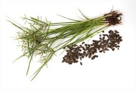 Image result for Cyperus maculatus