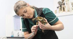 Exotic pet veterinarians near me. Exotic Pets Vet Carlisle North Cumbria New Kitten Vet Packages