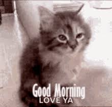 Good Morning Cat Gifs Tenor