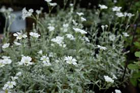 Image result for Cerastium indicum
