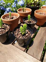 How to grow prickly pear cactus. Prickly Pear Cacti Started From Seed Sourced From A Pear Harvested From A Wild Cactus Cactus