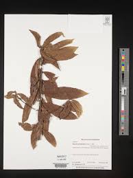 Image result for Hugonia platysepala