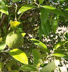 Image result for Vittaria guineensis