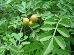 Image result for Harrisonia