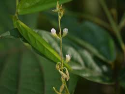 Image result for Teramnus