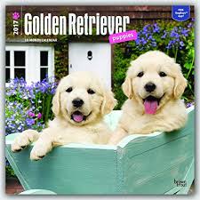 We are the website in sri lanka dedicated to advertisements only about pets. Golden Retriever Puppies 2017 Calendar 12 X 12in Spanish Calendar Buy Online In Sri Lanka At Desertcart Lk Productid 29942844