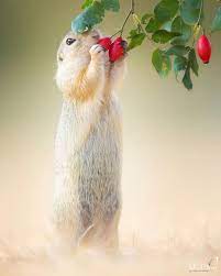 Pin On Amazing Animals
